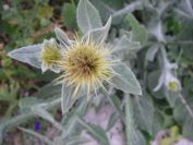 2008-02-13-016-Soft-thistle