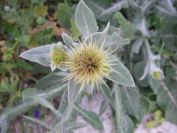 2008-02-13-017-Soft-thistle