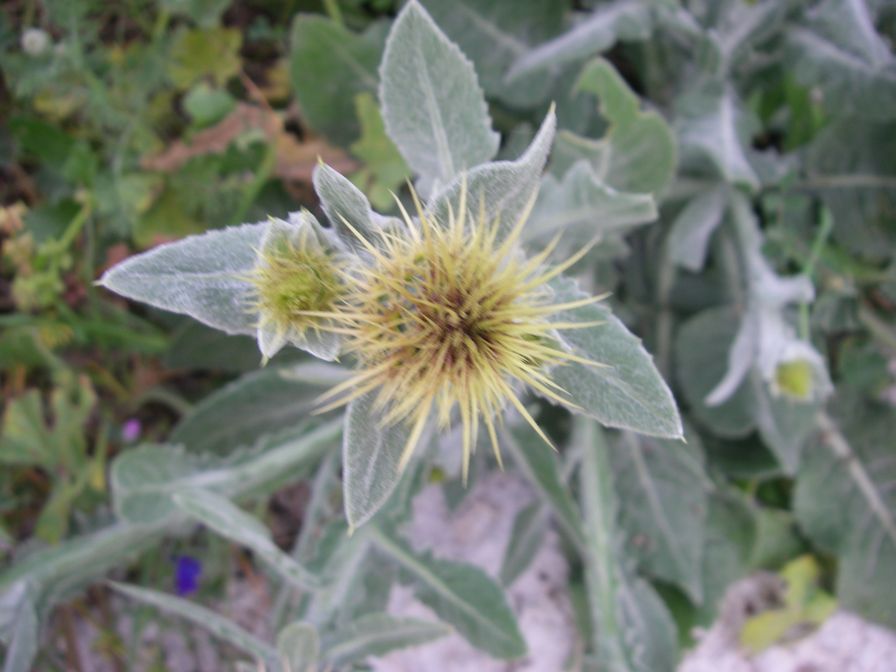 2008-02-13-017-Soft-thistle