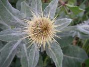 2008-02-13-018-Soft-thistle