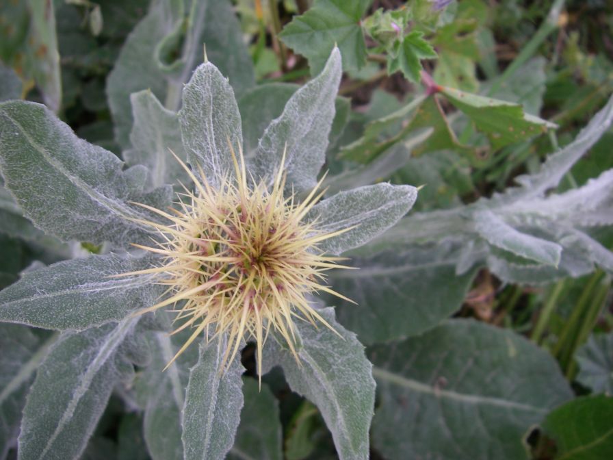 2008-02-13-019-Soft-thistle