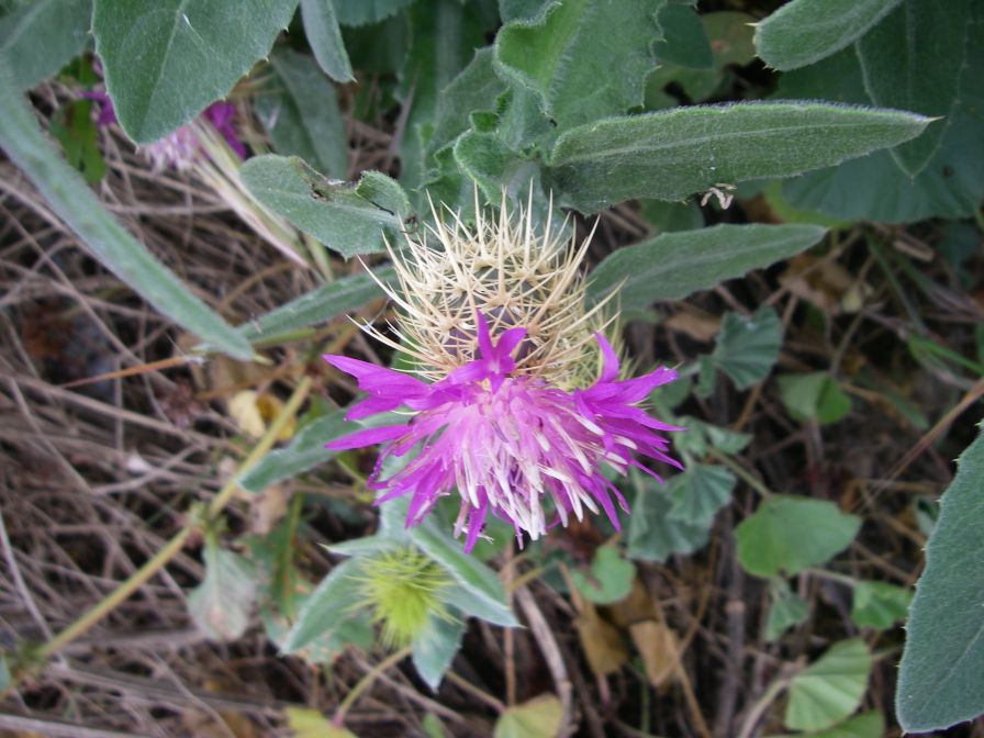 2008-02-13-020-Soft-thistle