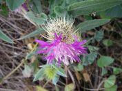 2008-02-13-021-Soft-thistle