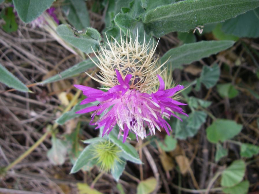2008-02-13-021-Soft-thistle