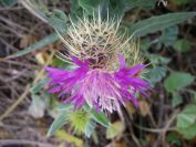 2008-02-13-022-Soft-thistle