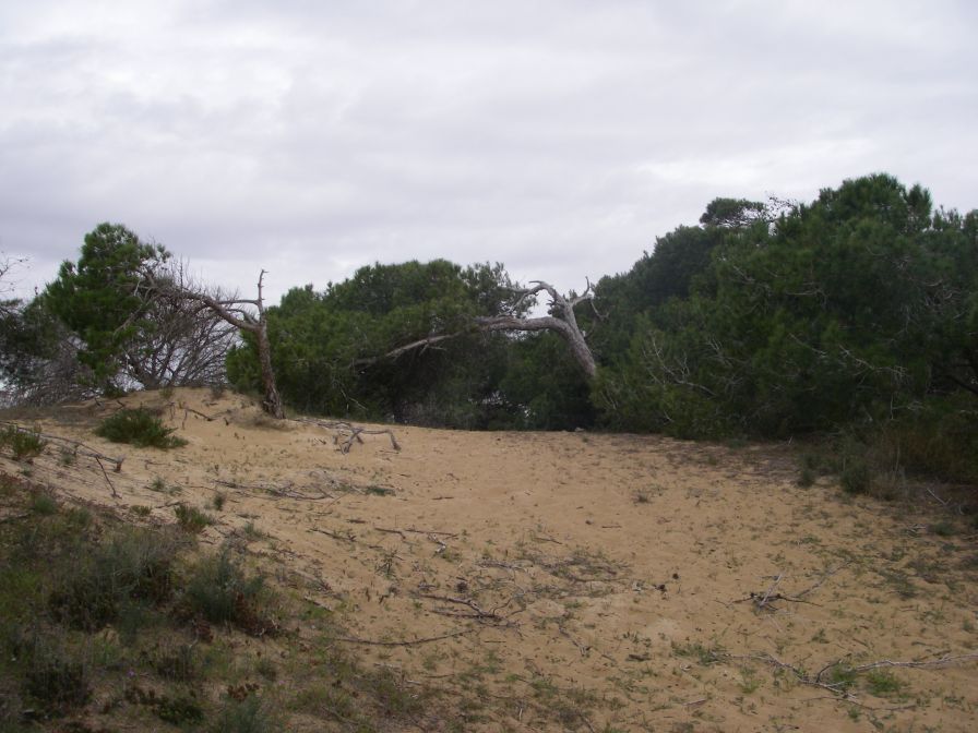2008-02-13-023-Pines-and-Dunes