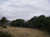 2008-02-13-024-Pines-and-Dunes