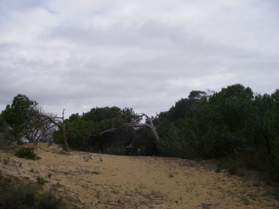2008-02-13-024-Pines-and-Dunes