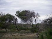 2008-02-13-025-Pines-and-Dunes