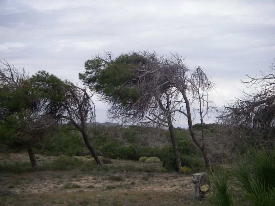 2008-02-13-025-Pines-and-Dunes