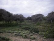 2008-02-13-026-Pines-and-Dunes