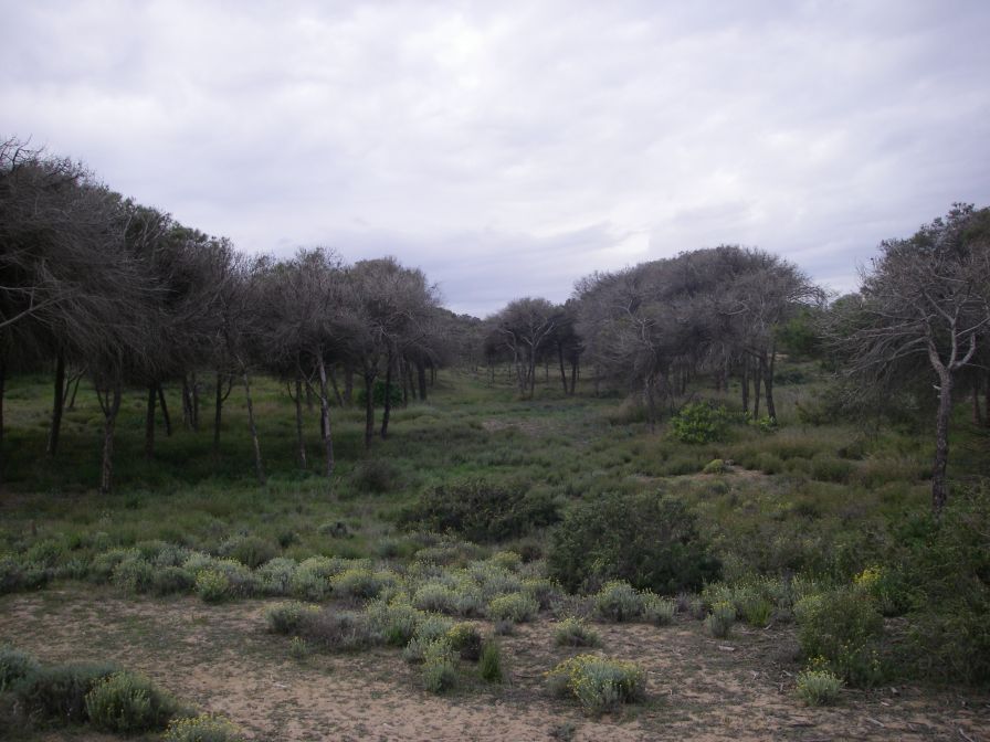 2008-02-13-026-Pines-and-Dunes