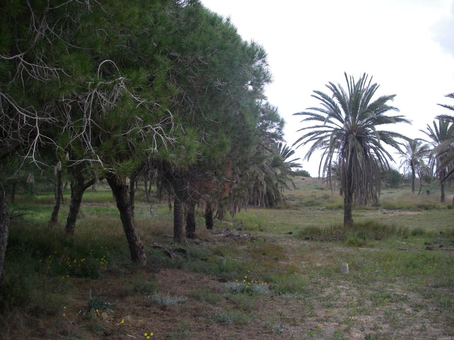 2008-02-13-027-Pines-and-Dunes