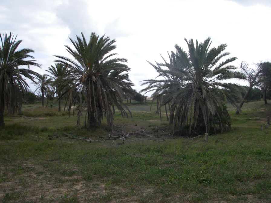 2008-02-13-028-Pines-and-Dunes