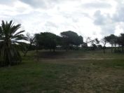 2008-02-13-029-Pines-and-Dunes