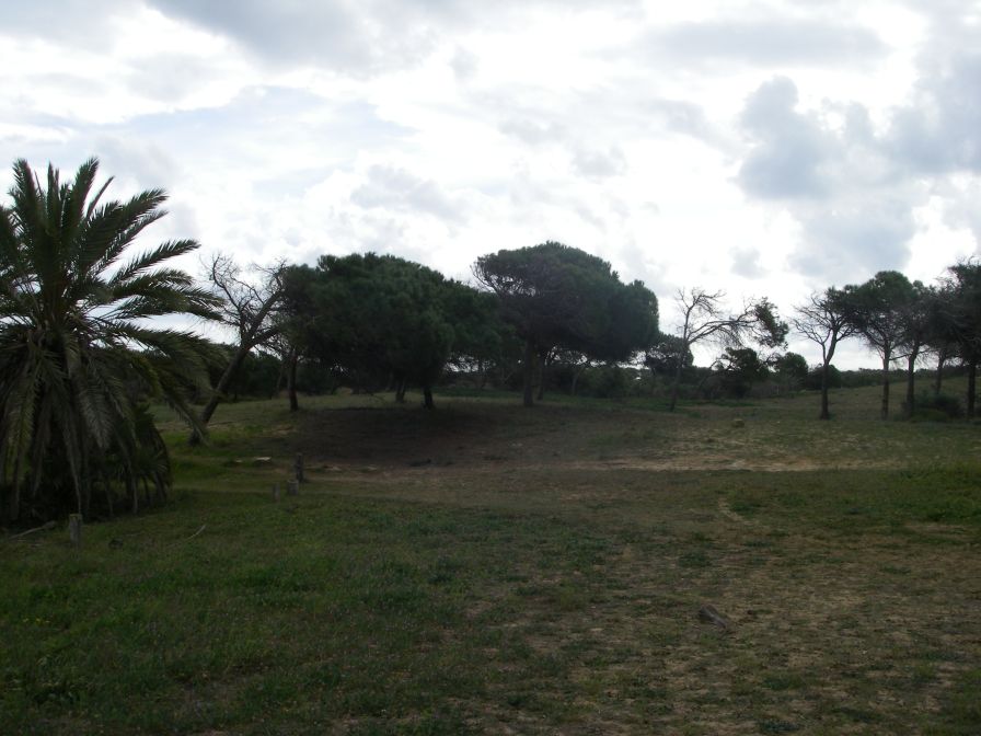 2008-02-13-029-Pines-and-Dunes