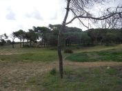 2008-02-13-030-Pines-and-Dunes