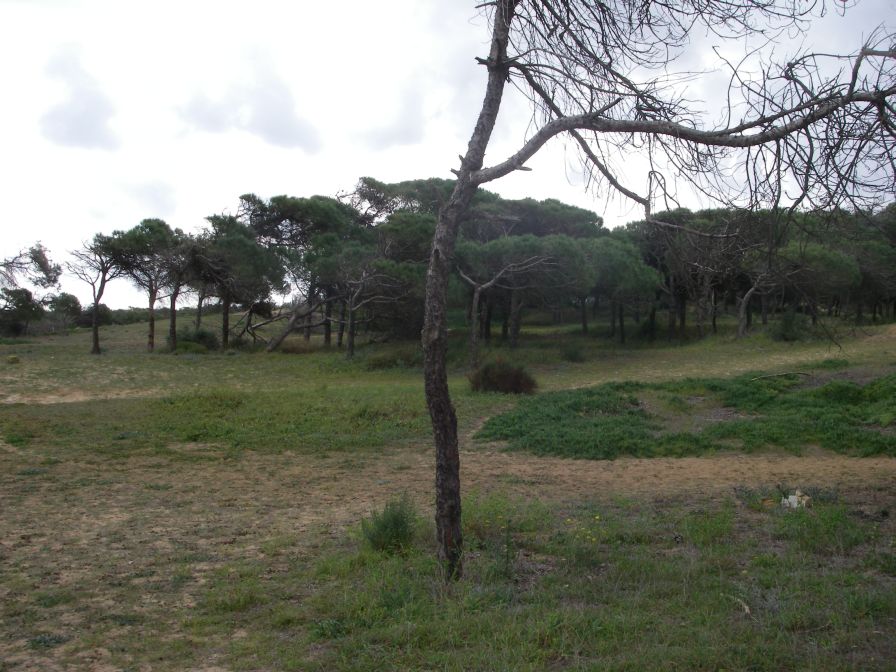 2008-02-13-030-Pines-and-Dunes