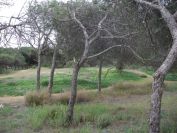 2008-02-13-031-Pines-and-Dunes