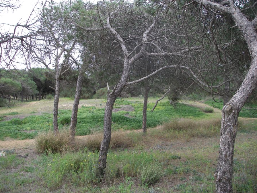 2008-02-13-031-Pines-and-Dunes
