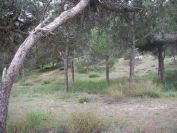 2008-02-13-032-Pines-and-Dunes