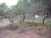 2008-02-13-034-Pines-and-Dunes