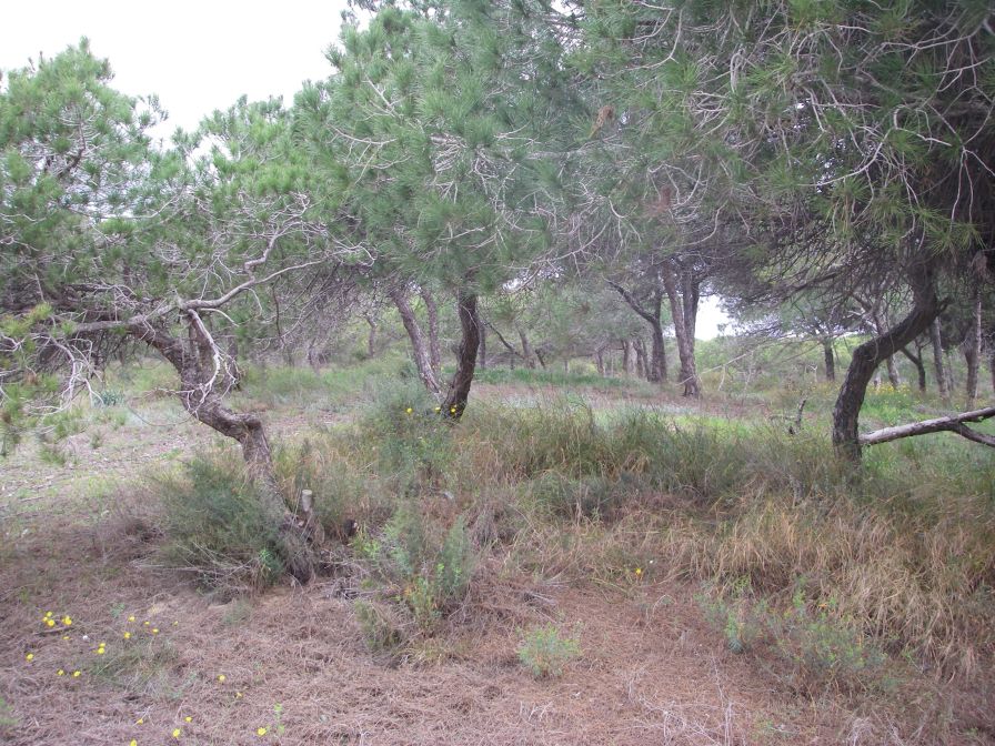 2008-02-13-034-Pines-and-Dunes