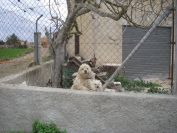 2008-02-13-051-Elche-Doggies