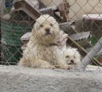 2008-02-13-051-Elche-Doggies-zoomed