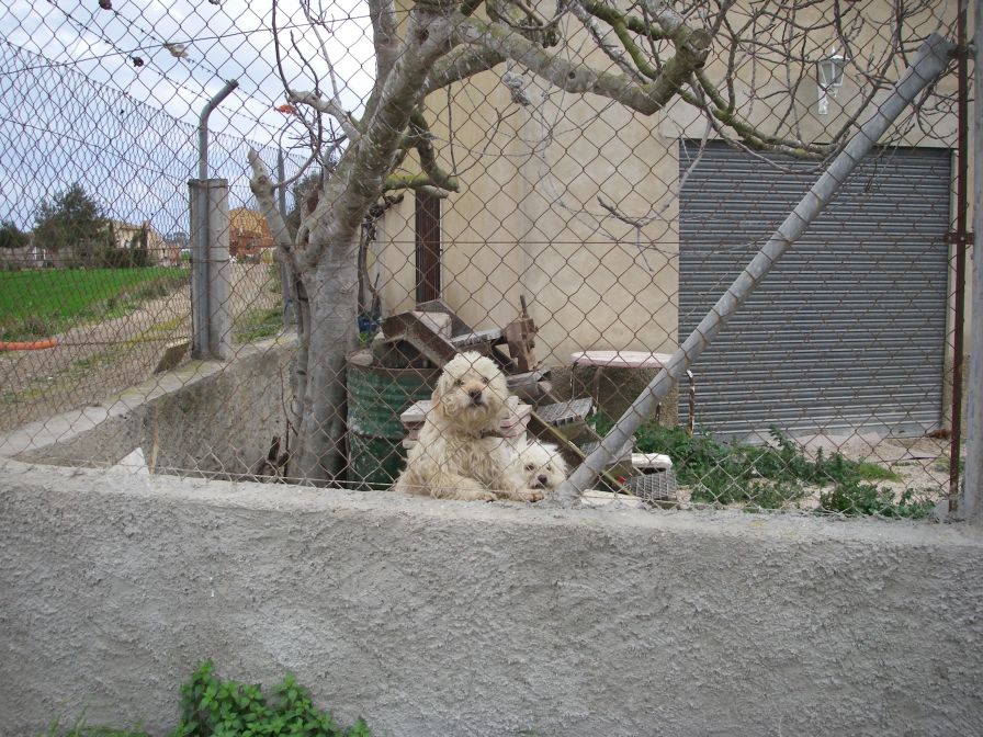 2008-02-13-051-Elche-Doggies