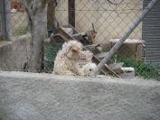 2008-02-13-052-Elche-Doggies
