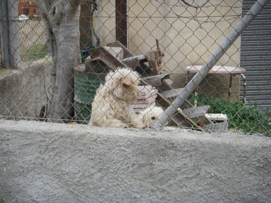 2008-02-13-052-Elche-Doggies