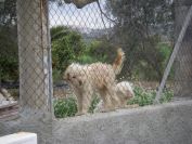 2008-02-13-053-Elche-Doggies