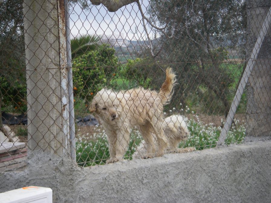 2008-02-13-053-Elche-Doggies