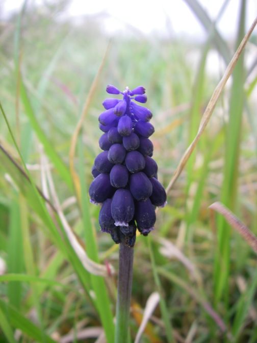 2008-02-13-054-Muscari