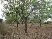 2008-02-14-008-Almond-Grove