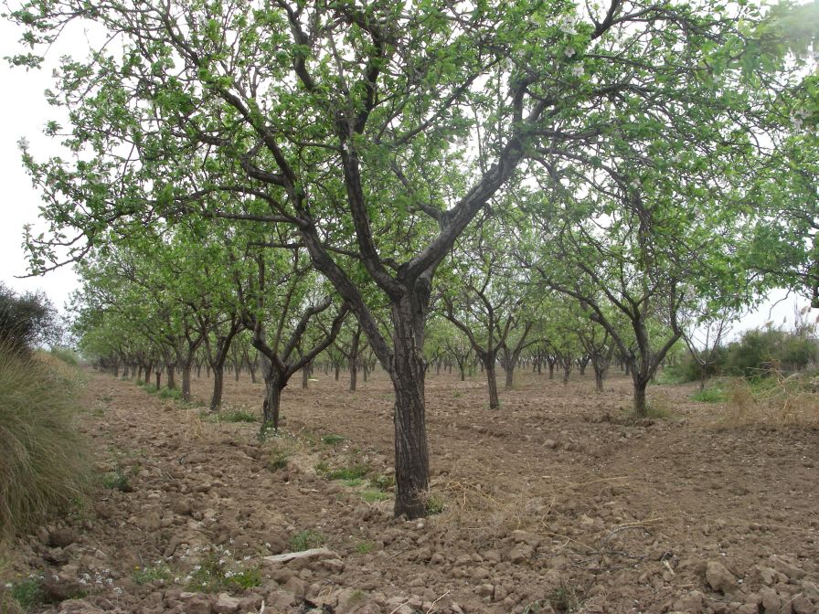 2008-02-14-008-Almond-Grove