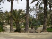 2008-02-14-010-Elche-Horta