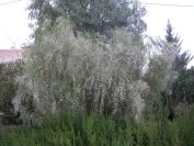2008-02-15-001-Spanish-Broom