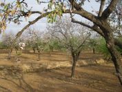 2008-02-15-006-Almond-Grove