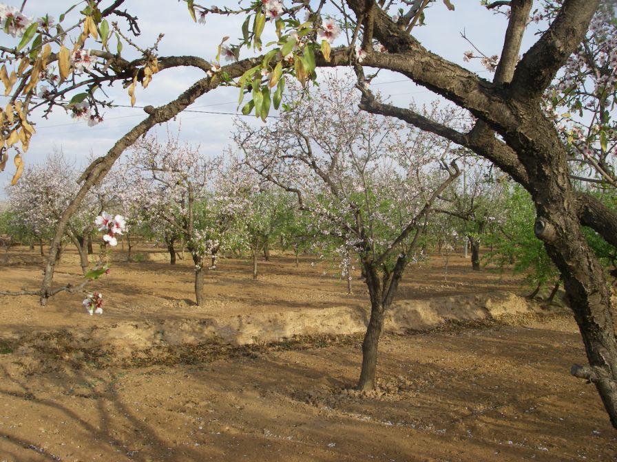 2008-02-15-006-Almond-Grove
