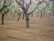 2008-02-15-007-Almond-Grove