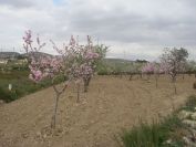 2008-02-15-012-Almond-Grove