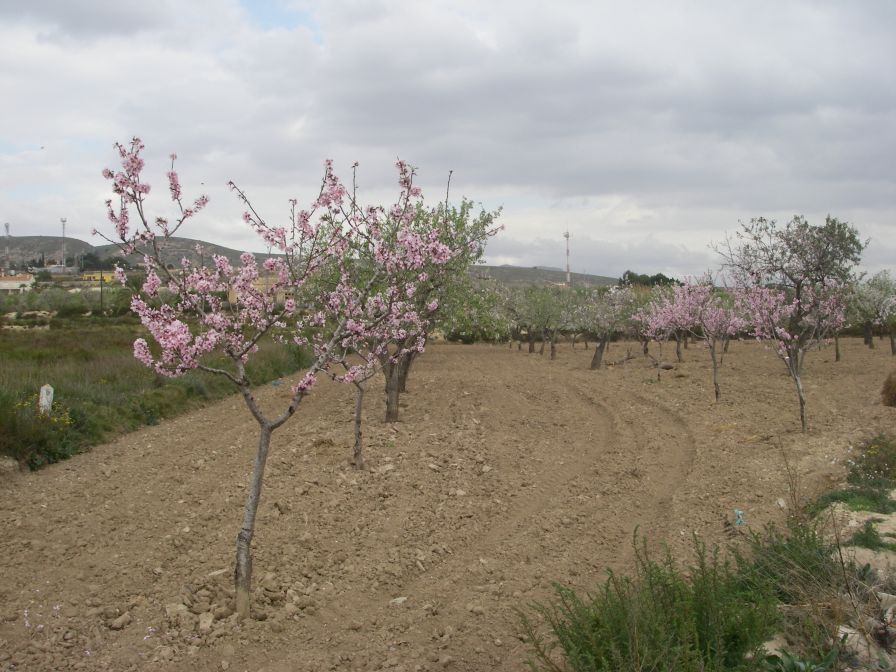 2008-02-15-012-Almond-Grove
