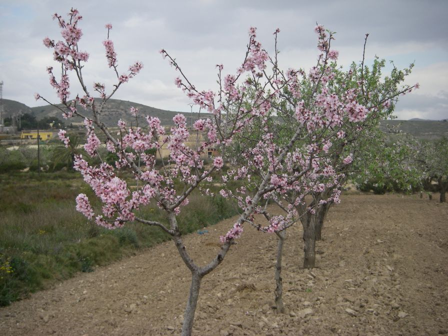 2008-02-15-013-Almond-Grove