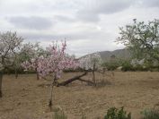 2008-02-15-014-Almond-Grove
