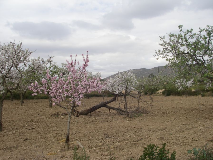 2008-02-15-014-Almond-Grove