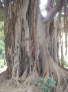 2008-02-15-022-Parque-near-House