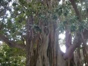 2008-02-15-023-Parque-near-House