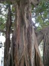 2008-02-15-024-Parque-near-House